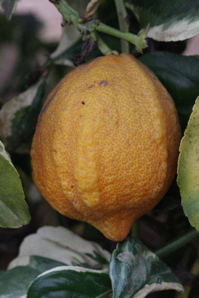              Fruit (Riverside, CA)       